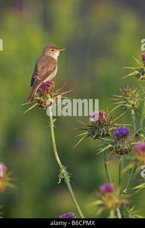 Close-up of Olivaceous Warbler (Hippolais Pallida) perching on flower Banque D'Images