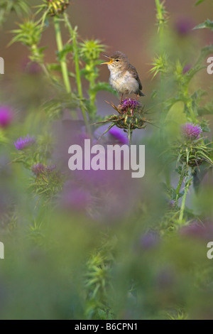 Close-up of Olivaceous Warbler (Hippolais Pallida) perching on flower Banque D'Images