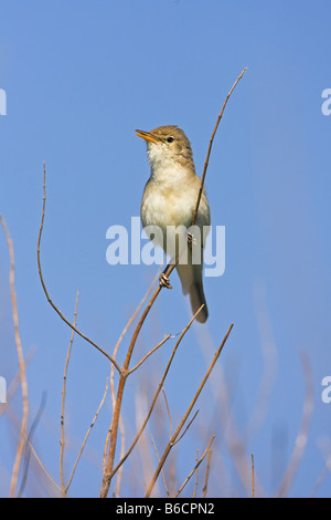 Close-up of Olivaceous Warbler (Hippolais Pallida) perching on twig Banque D'Images