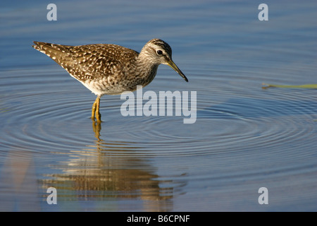 Le chevalier sylvain (Tringa glareola) dans l'eau d'alimentation Banque D'Images
