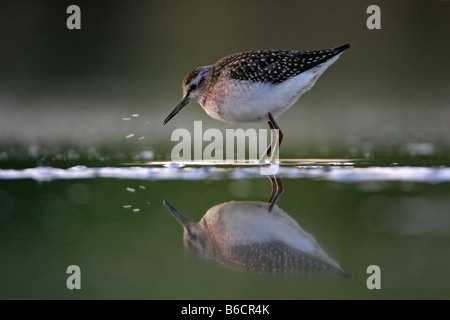 Close-up of chevalier sylvain (Tringa glareola) dans l'eau d'alimentation Banque D'Images