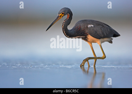 Close-up of Aigrette tricolore (Egretta tricolor) dans l'eau d'alimentation Banque D'Images