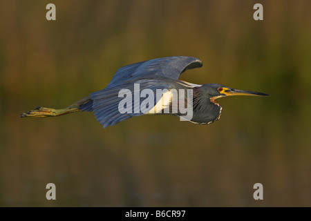 Close-up of Aigrette tricolore (Egretta tricolor) en vol Banque D'Images