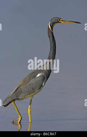 Close-up of Aigrette tricolore (Egretta tricolor) marcher dans l'eau Banque D'Images