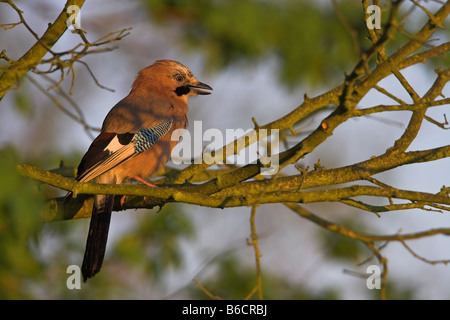 Close-up of Eurasian Jay (Garrulus glandarius) perching on twig Banque D'Images