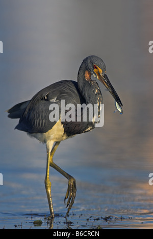 Close-up of Aigrette tricolore (Egretta tricolor) dans l'eau d'alimentation Banque D'Images