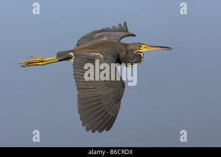 Close-up of Aigrette tricolore (Egretta tricolor) en vol Banque D'Images