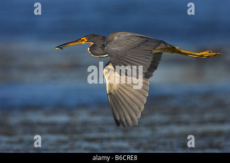 Close-up of Aigrette tricolore (Egretta tricolor) en vol Banque D'Images