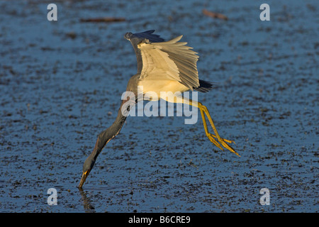 Close-up of Aigrette tricolore (Egretta tricolor) de nourriture dans l'eau tout en battant Banque D'Images