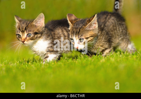 Close-up de deux chatons walking in lawn Banque D'Images