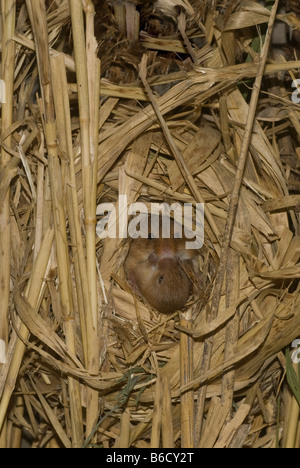 Micromys minutus (Souris) au nid avec les jeunes. Banque D'Images