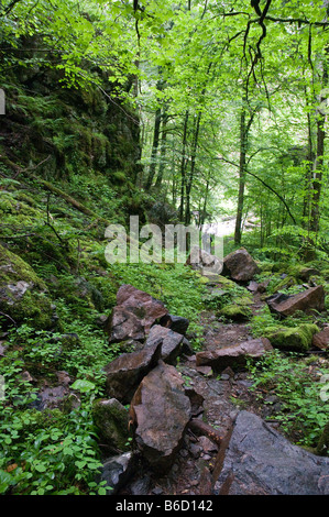 Les arbres en forêt, forêt noire, Bade-Wurtemberg, Allemagne Banque D'Images