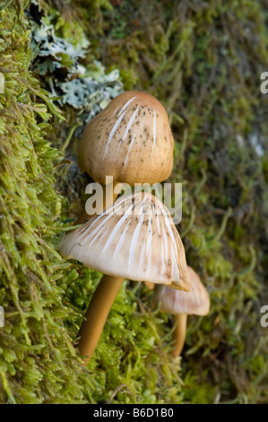 Close-up of Honey mushroom (Armillaria ostoyae) growing in field, Suède Banque D'Images