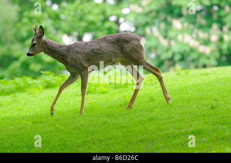 Le chevreuil (Capreolus capreolus) buck en forêt Banque D'Images