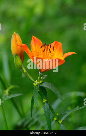 Close-up of Orange lily (lilium bulbiferum), Styrie, Autriche Banque D'Images