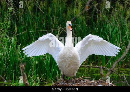 Mute swan (Cygnus olor) les ailes battantes dans son nid Banque D'Images