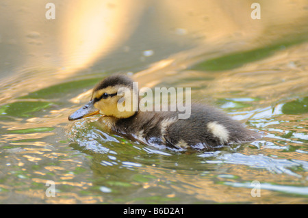 Canard colvert (Anas platyrhynchos) petit canard nager dans le lac Banque D'Images