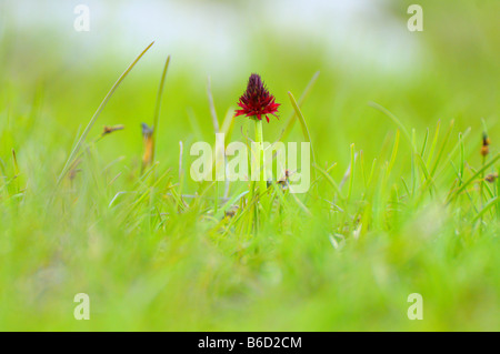 Western marsh orchid (Dactylorhiza majalis) dans la zone Banque D'Images