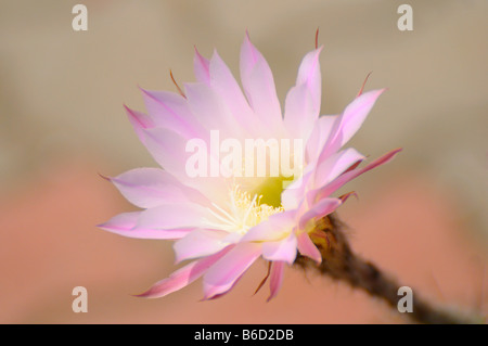 Close-up de fleur de cactus, Styrie, Autriche Banque D'Images