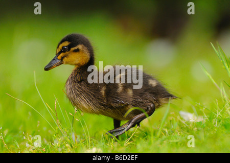 Canard colvert (Anas platyrhynchos) petit canard dans le champ Banque D'Images