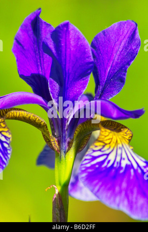 Close-up of flower Banque D'Images