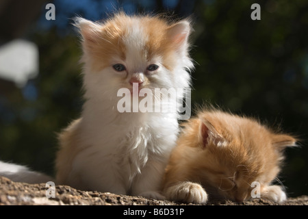 Deux semaines 6 GINGEMBRE AUX CHEVEUX LONGS CHATONS SUR UN TAS DE JOURNAUX Banque D'Images