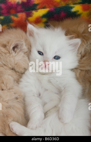 Trois groupes de 6 SEMAINE CHATON GINGEMBRE BLANC AUX CHEVEUX LONGS ENDORMI SUR BLANKET Banque D'Images