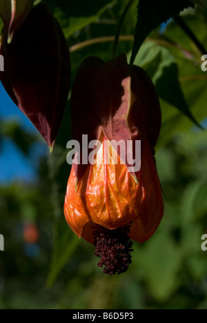 Abutilon 'Kentish belle' Banque D'Images