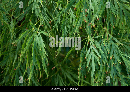 Acer japonicum 'aconitifolium' Banque D'Images