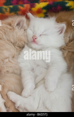 Trois groupes de 6 SEMAINE CHATON GINGEMBRE BLANC AUX CHEVEUX LONGS ENDORMI SUR BLANKET Banque D'Images