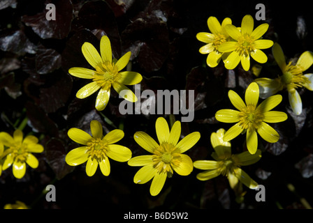 RANUNCULUS FICARIA 'COQUINE' effrontée, MOINDRE CELANDINE Banque D'Images