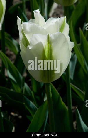 Tulip, TULIPA 'Spring GREEN' Banque D'Images