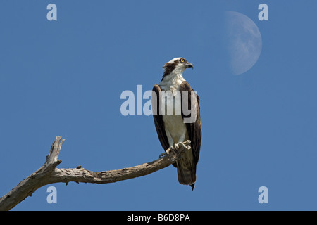 Osprey Pandion haliatus Gulf Coast Florida USA Banque D'Images