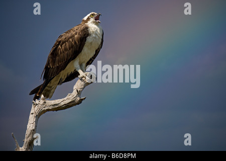 Osprey Pandion haliatus Gulf Coast Florida USA Banque D'Images