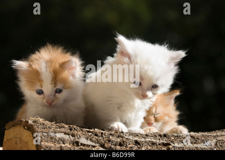 Groupe de trois semaine 6 VIEUX BLANC AUX CHEVEUX LONGS CHATONS GINGEMBRE SUR UN TAS DE JOURNAUX Banque D'Images