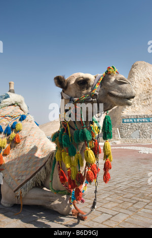 CAMEL ASSIS À LA MER MORTE ISRAËL SIGNE AU NIVEAU MOYEN DE LA MER Banque D'Images