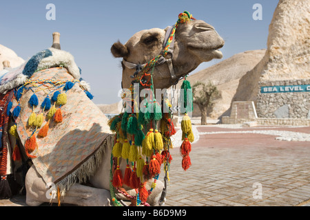 CAMEL ASSIS À LA MER MORTE ISRAËL SIGNE AU NIVEAU MOYEN DE LA MER Banque D'Images