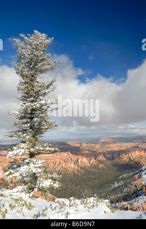 Lone Pine Tree sur le bord de Bryce Canyon en hiver Banque D'Images