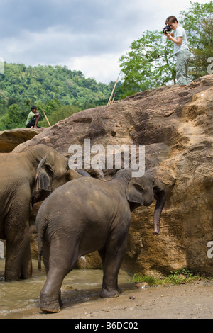 Un touriste de prendre une photo des éléphants à l'orphelinat des éléphants de Pinnawela (Sri Lanka) Banque D'Images