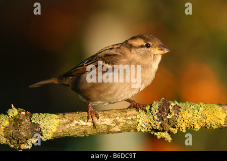 Moineau domestique Passer domesticus femelle perchée sur la branche couverte de lichen Banque D'Images