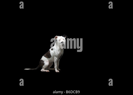 Staffordshire Bull Terrier Dog sur noir Banque D'Images