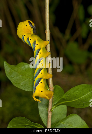 , Tête de mort Acherontia atropos, sphynx, Caterpillar,on twig . Banque D'Images