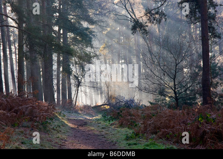 Poutres 'Sun' brillant à travers les arbres sur un matin brumeux à woodland Banque D'Images
