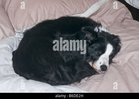 Border Collie endormi sur un lit Banque D'Images