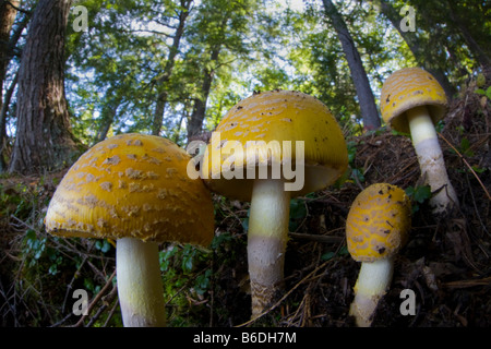 Vue Fisheye à jusqu'à à partir de champignons ci-dessous dans les Adirondacks de l'État de New York Banque D'Images