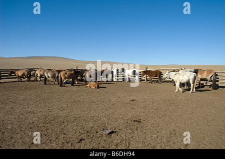 La Mongolie. La vie sur les steppes. Corral pour trek chevaux. 2007 Banque D'Images