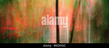 Résumé fond panoramique de feuilles automne rouge avec Motion Banque D'Images