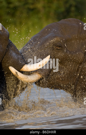 Afrique Botswana Chobe Bull Elephants Loxodonta africana en sparring extérieure à Savuti Marsh pendant la saison des pluies Banque D'Images