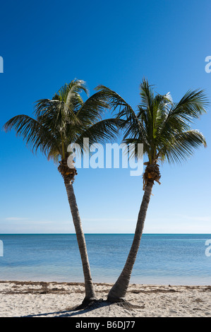 Deux palmiers sur la plage de Veterans Memorial Park, Little Duck Key, Florida Keys, USA Banque D'Images