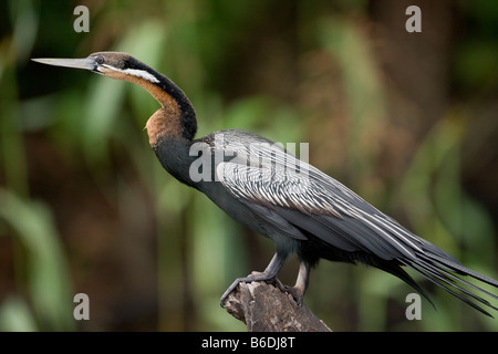 Afrique Botswana Chobe African Darter Anhinga rufa reposant sur souche d'arbre dans la rivière Chobe Banque D'Images